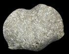 Pyrite Replaced Brachiopod (Paraspirifer) - Ohio #42834-1